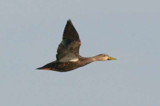 Image of Florida duck