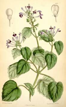 Sivun Scutellaria purpurascens Sw. kuva