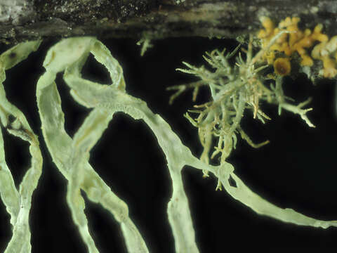 Image of farinose cartilage lichen