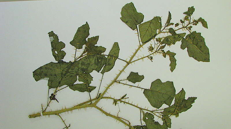 Image of Solanum reflexiflorum Moric. ex Dun.