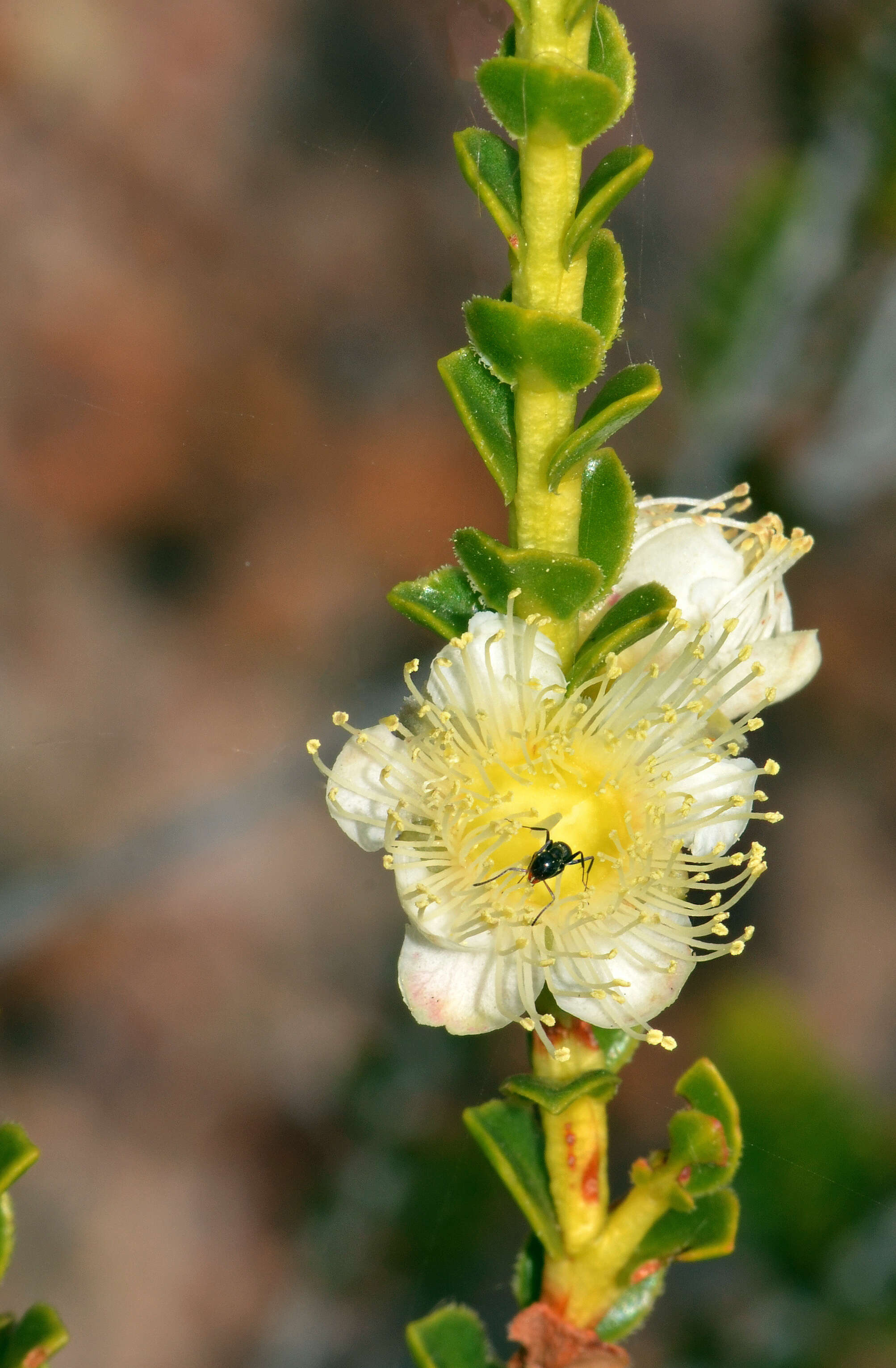 Image of Hypocalymma