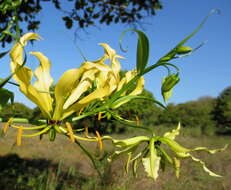 Image of flame lily