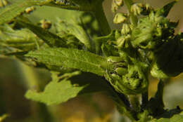 Image of great ragweed