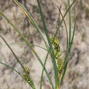 Imagem de Carex pumila Thunb.