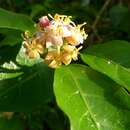 Image of Gynochthodes jasminoides (A. Cunn.) Razafim. & B. Bremer