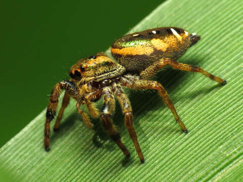 Image of Golden jumping spider