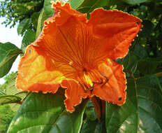 Image of African tulip tree