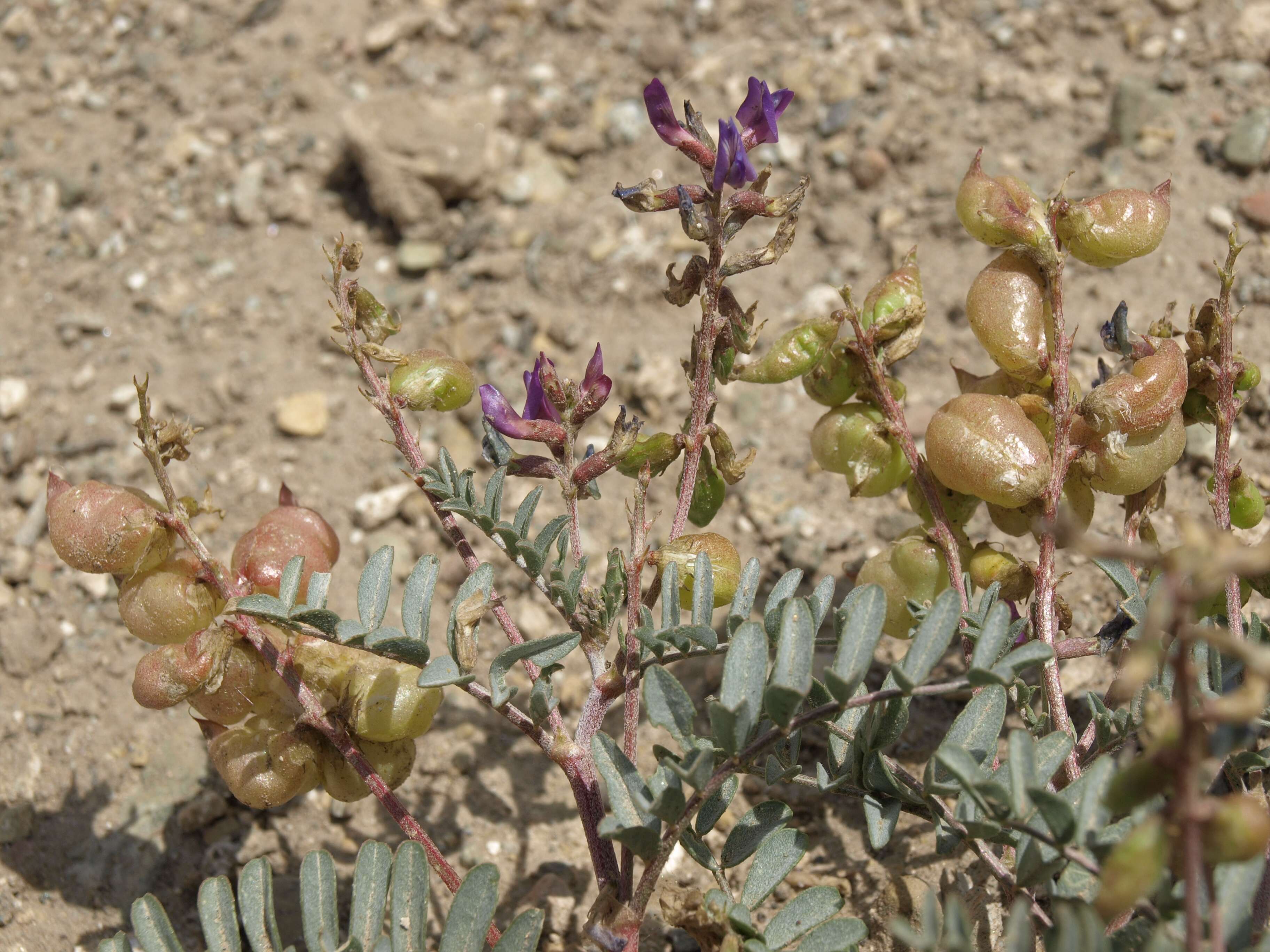 Слика од Astragalus lentiginosus Dougl. ex Hook.