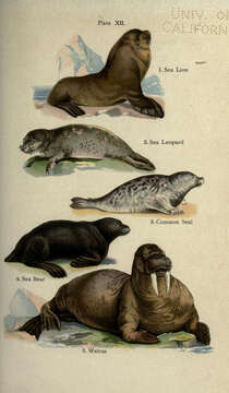 Image of northerns sea lions