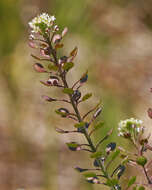 Image of Peppercresses