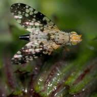 Image of fruit flies