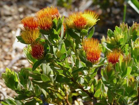 Image of Leucospermum oleifolium (P. J. Bergius) R. Br.