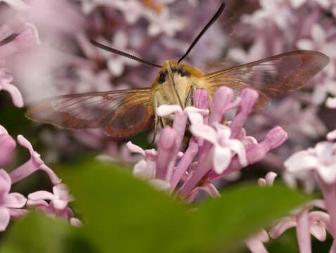 Image of Hemaris Dalman 1816