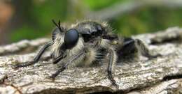 Image of Bee-like Robber Flies