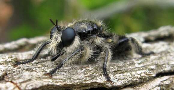 Image of Bee-like Robber Flies