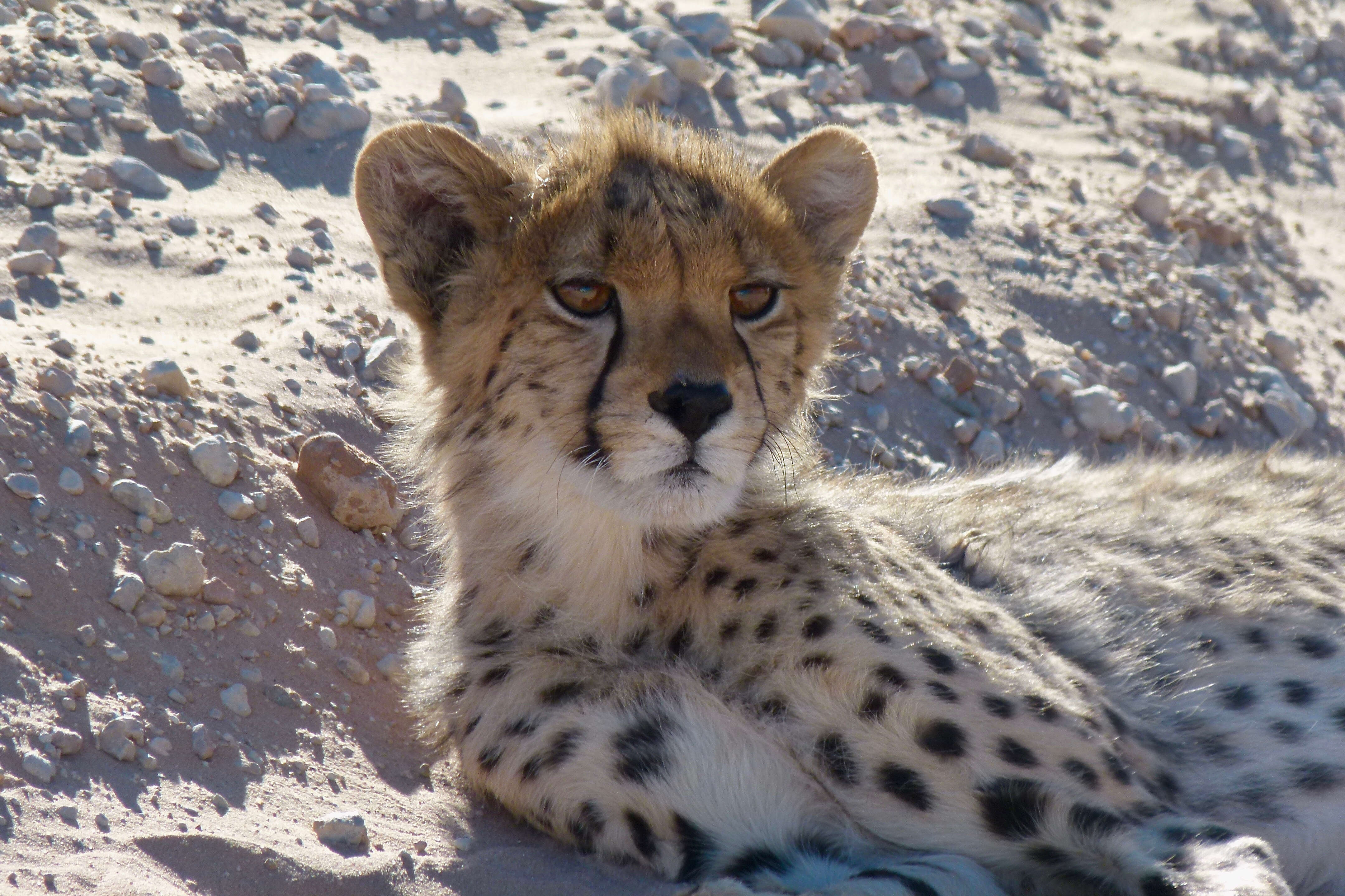 Image of Acinonyx Brookes 1828