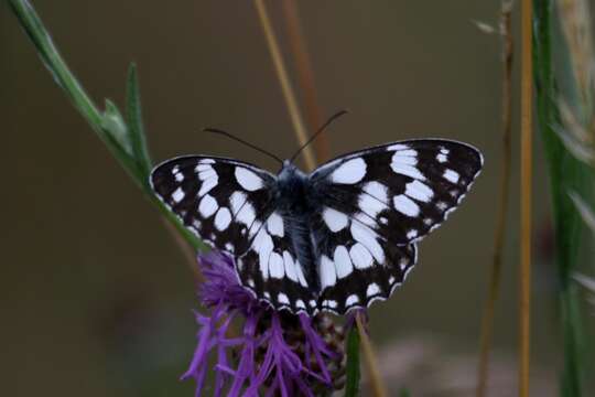 Imagem de Melanargia