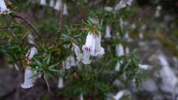 Plancia ëd Epacris impressa Labill.