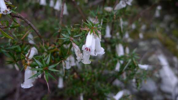 Plancia ëd Epacris impressa Labill.