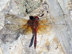 Image of Rock Skimmers