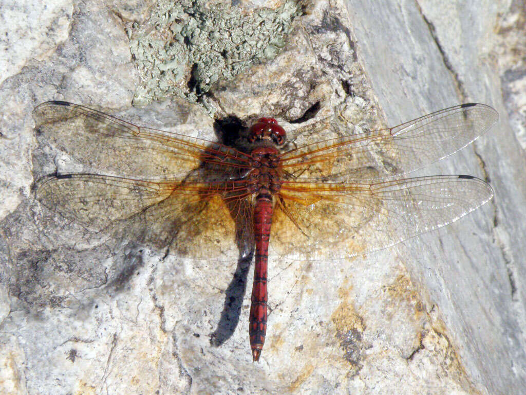 Image of Rock Skimmers