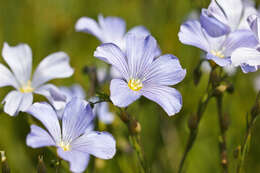 Imagem de Linum alpinum Jacq.