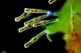 Image of Gomphonemataceae
