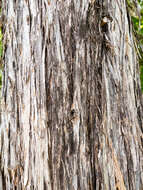 Imagem de Juniperus ashei J. T. Buchholz
