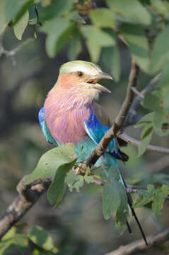 Image of Lilac-breasted Roller