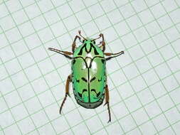 Image of flower chafers (beetles)