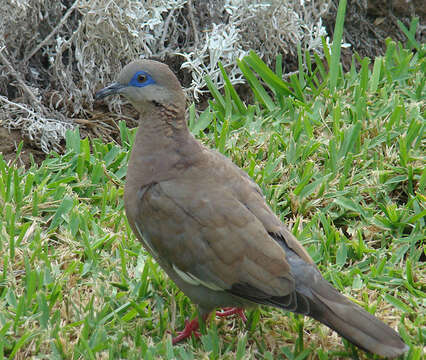 Image of West Peruvian Dove