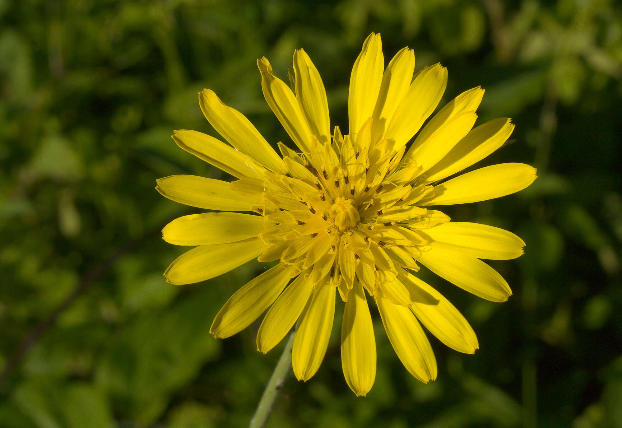 Image of goatsbeard