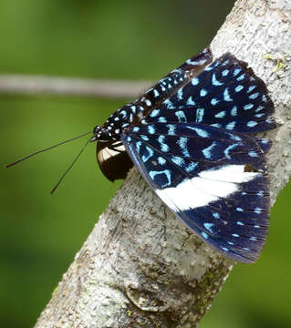 صورة Hamadryas amphinome Linnaeus 1767