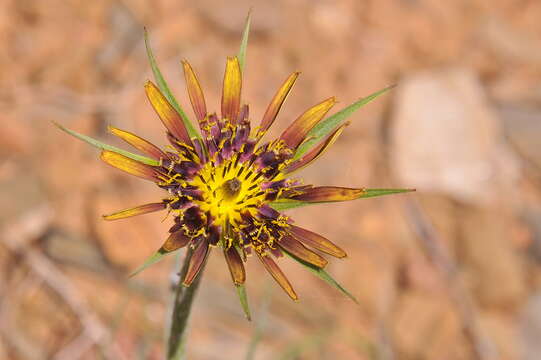 Image of goatsbeard