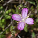 Слика од Epilobium sarmentaceum Hausskn.