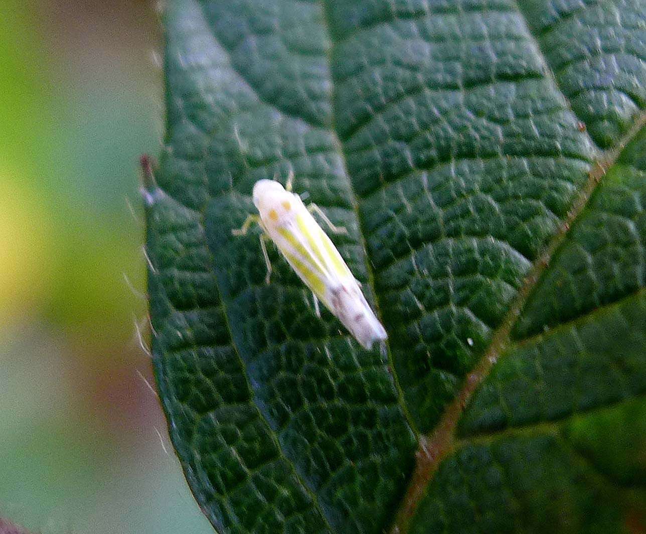 Image of Leafhopper