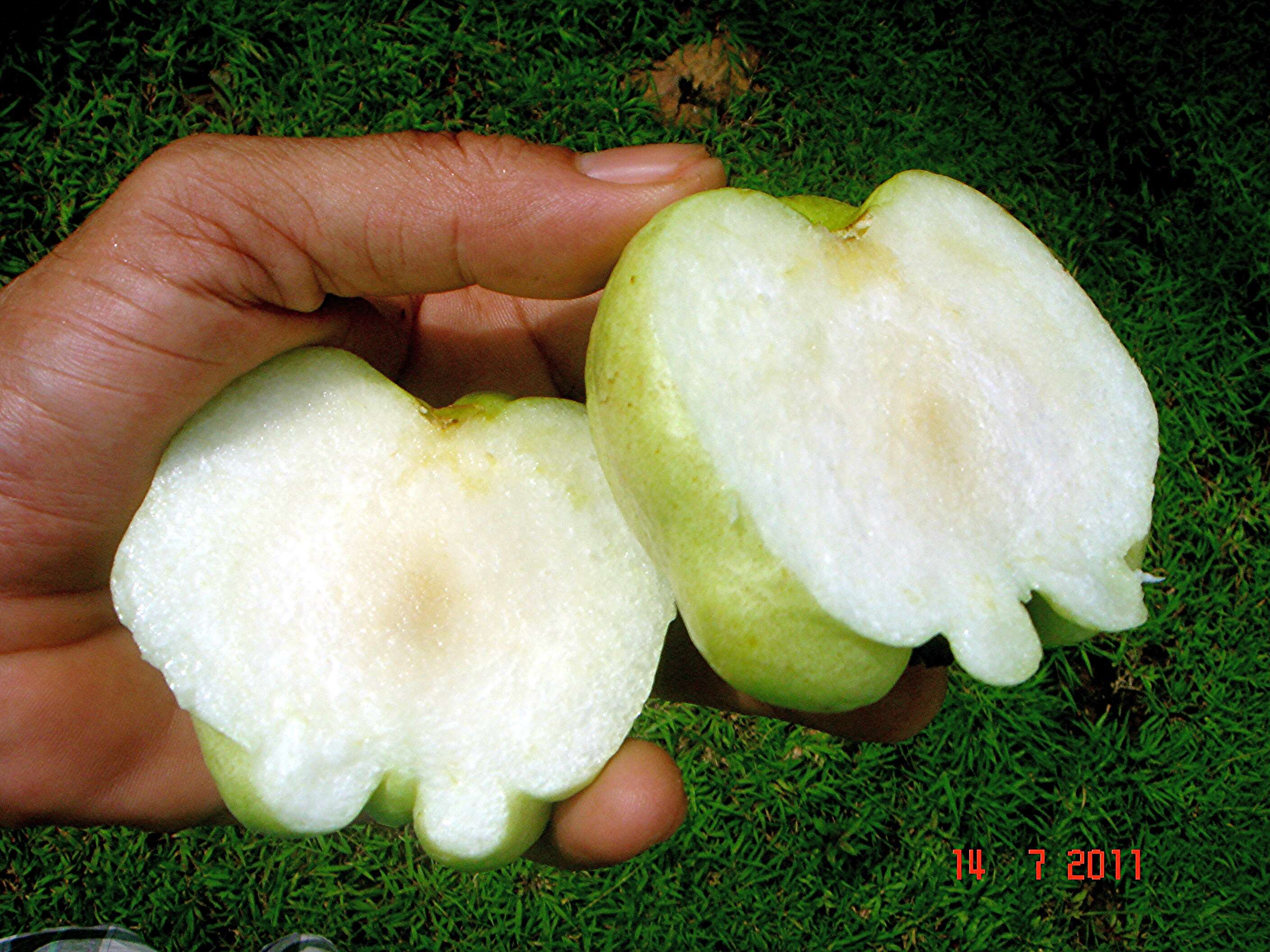 Image of guava