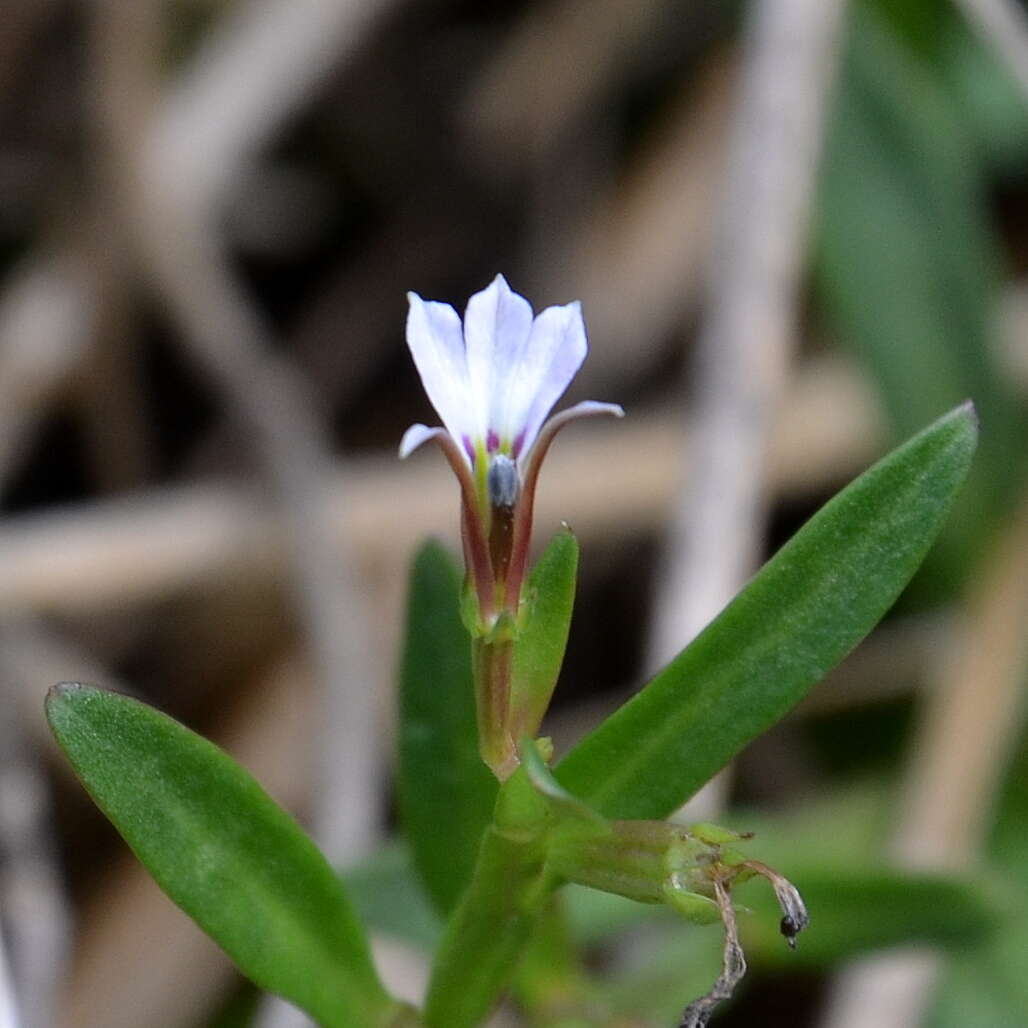 Image de Lobelia anceps L. fil.