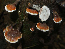 Image of lingzhi mushroom