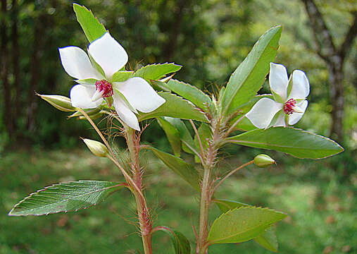 Image of Creole-Tea