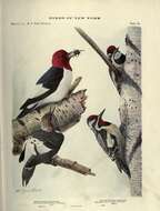 Image of Melanerpes Swainson 1832