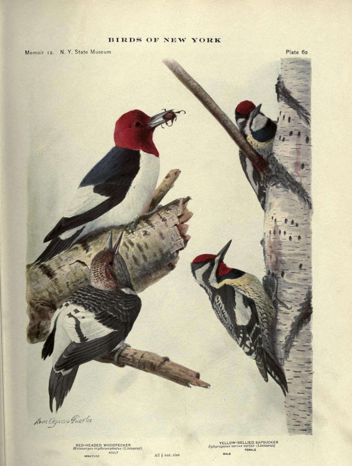 Image of Red-headed Woodpecker