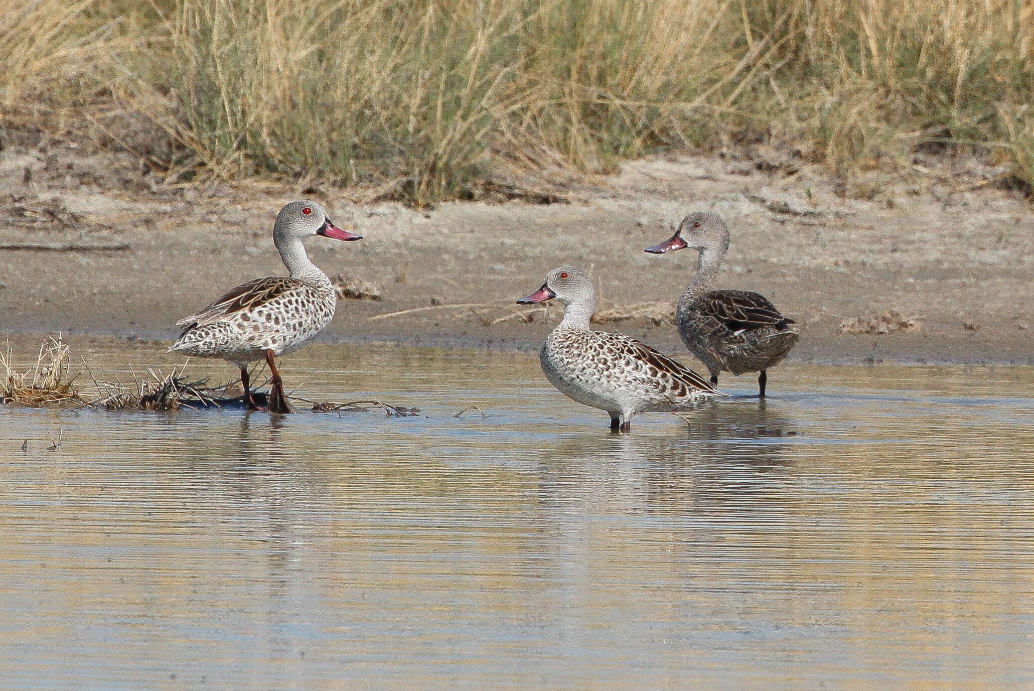 Image of Cape Teal