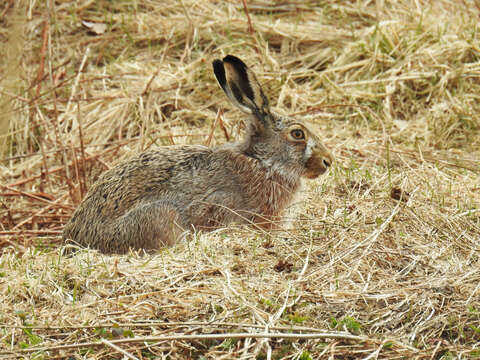 Plancia ëd Lepus europaeus Pallas 1778