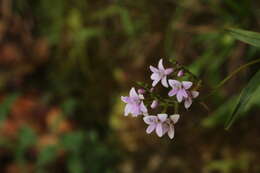 Imagem de Epidendrum fimbriatum Kunth