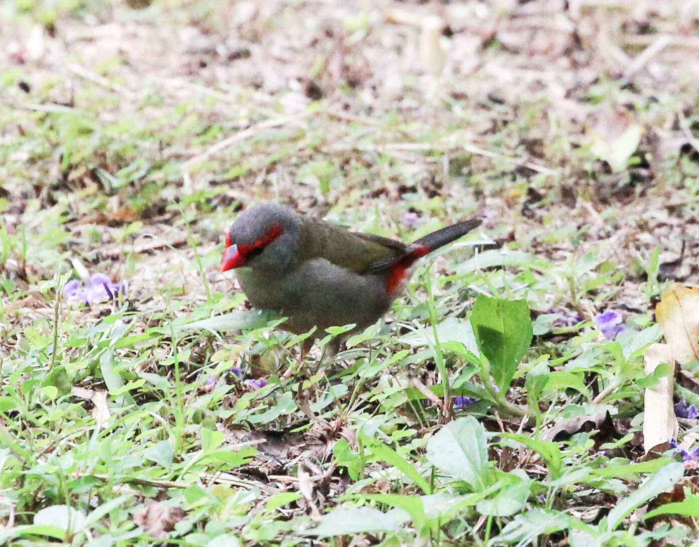 Image of Red-browed Finch