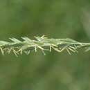 Elymus pungens subsp. campestris (Godr. & Gren.) Melderis resmi