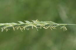 Imagem de Elymus pungens subsp. campestris (Godr. & Gren.) Melderis