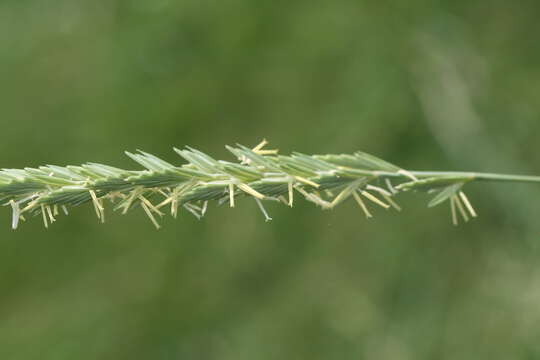 Elymus pungens subsp. campestris (Godr. & Gren.) Melderis resmi