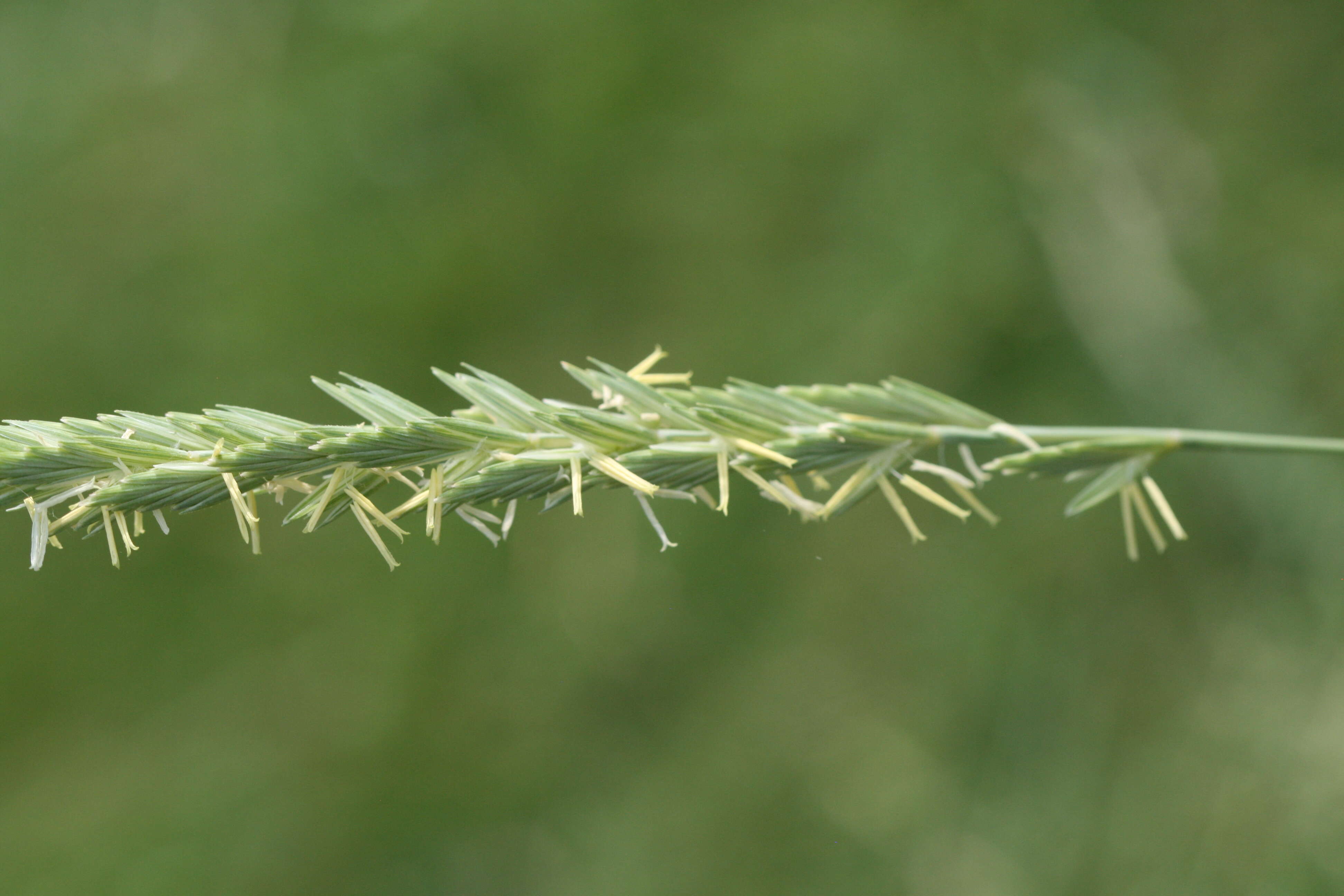 Imagem de Elymus pungens subsp. campestris (Godr. & Gren.) Melderis